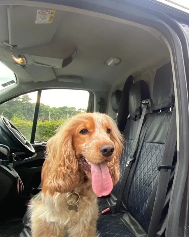 A cocker spaniel sitting in a TJC van